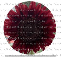 Maroon Sunflower