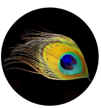 Peacock Feather