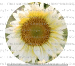 White Sunflower