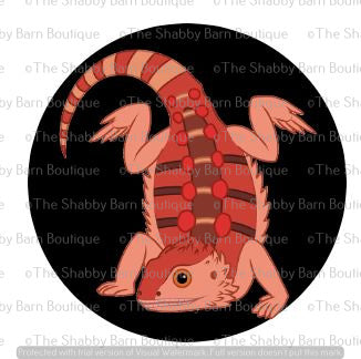 Head Stand Bearded Dragon