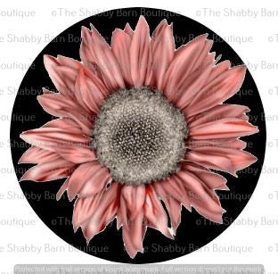 Pink Daisy