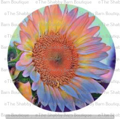 Rainbow Sunflower