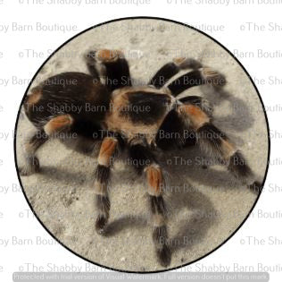 Tarantula On Dirt