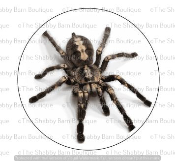 Tarantula
